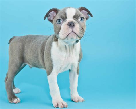 15 Blue Dog Breeds For Lovers Of This Unique Color