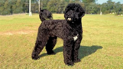 Portuguese Water Dog 👉 10 Most Interesting Unknown Facts You Should