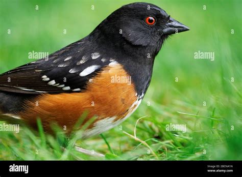 Male Spotted Towhee Standing In Lawn Grass Snohomish Washington Usa