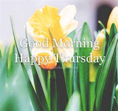 Yellow Tulip Flowers Good Morning Happy Thursday Pictures Photos