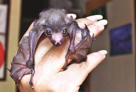 Fruit Bat Pup Loses One Mother Gets Two In Return