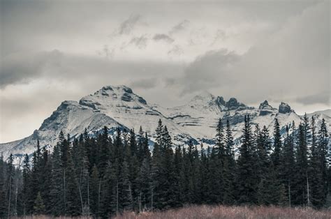 Overcast Landscape Of Snowy Mountains And Evergreen Trees In Banff
