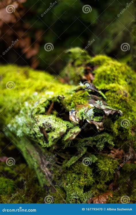 Beautiful Mossy Abstract Images On The Surface Of An Old Log Old