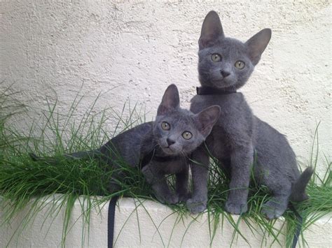 Members of the cat family, also known as felids, can have an indirect effect on plant life. Though Korats are relatively small, they are extremely ...