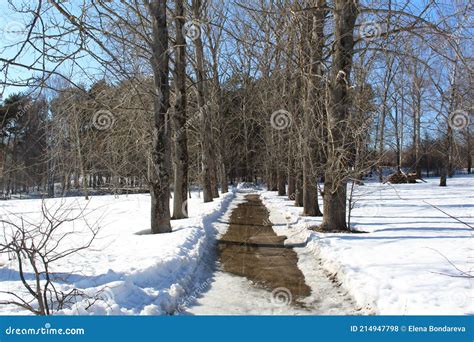 A Path With Puddles In The Forest In Early Spring Among The Snow In