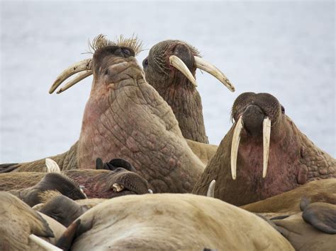 Walruses At Rest Smithsonian Photo Contest Smithsonian Magazine