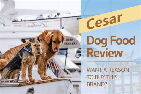 We did not find results for: Cesar Dog Food Review: Want a Reason to Buy this Brand?