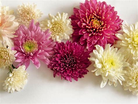 Download Pink Flower White Flower Flower Nature Chrysanthemum Hd Wallpaper