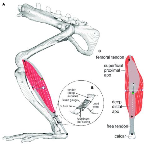 Study Muscle And Instrumentation A Diagram Of The Rat Mg Medial