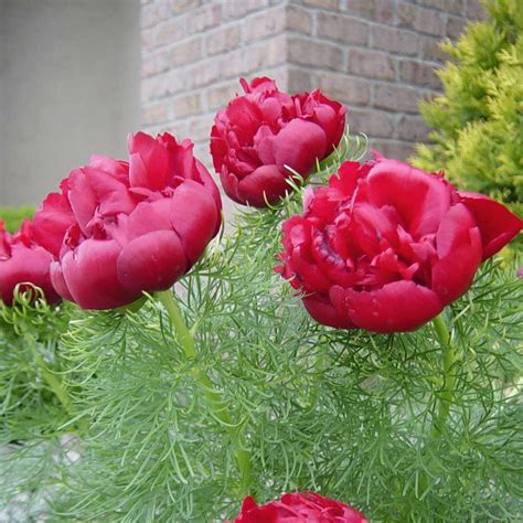 Paeonia Tenuifolia Rubra Plena Fern Leaf Peony Sugar Creek Gardens