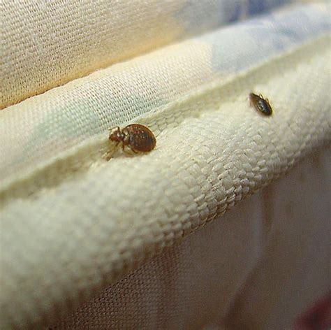 Can You See Bed Bugs With The Naked Eye PestSeek