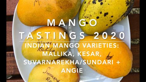 Florida Mango Tastings 2020 Indian Mango Varieties Mallika Kesar Suvarnarekha Sundari
