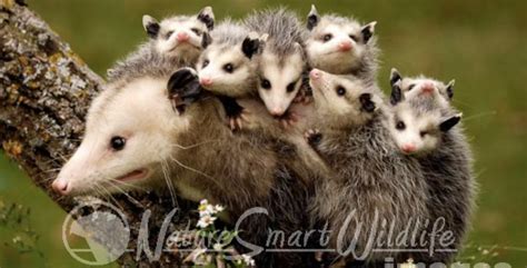 Virginia Opossum Unique And Fascinating Adventure Publications
