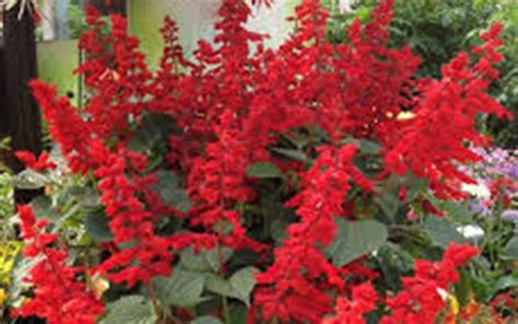 Saucy Red Salvia 25 Quart Perennial Perennial Plants Gardener