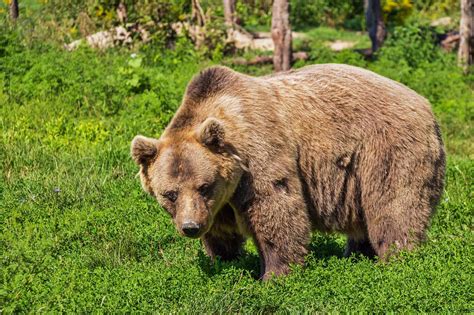 Mulher leva mordida de urso em partes íntimas ao ir em banheiro no