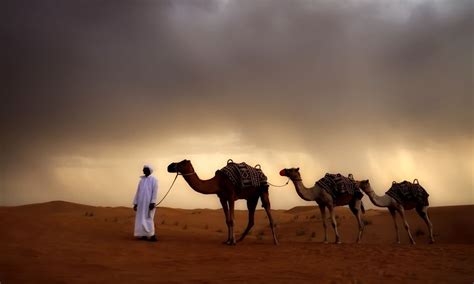 Desert Nomads Bedouin Life And Culture In The Sahara Small Online