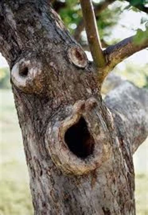 Pouting Face Tree Funny Image Weird Trees Tree Faces Nature Tree