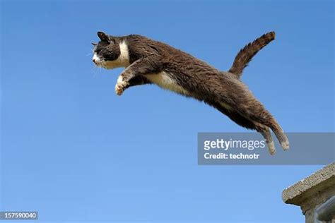 Cat Jumping Up Photos And Premium High Res Pictures Getty Images