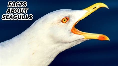 Seagulls Lessons Blendspace