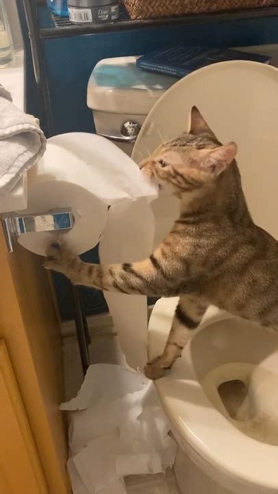 Cat Unrolls And Shreds Toilet Paper To Bits And Pieces Jukin Licensing