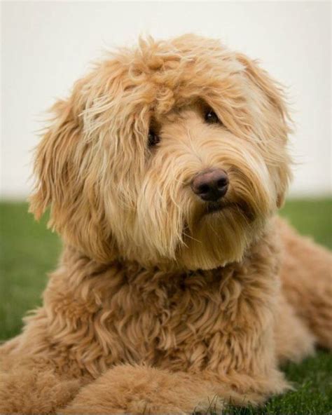 Find labradoodle puppies for sale on pets4you.com. Brickhaven Labradoodles | Labradoodle puppies for sale ...