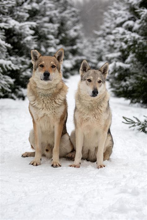 Premium Photo | A pair of wolves sitting on the snow in the winter