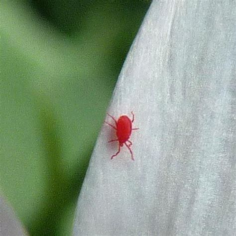 If you just sighted some moving dust like moving insects, then you have probably sighted red spider mites. Red Spider Mite, Two-Spotted Spider Mite