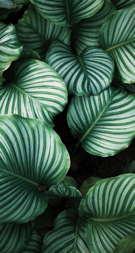 Tropical Leaves Botanicals Leaf Phone Wallpaper Idea