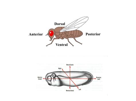 Ppt Drosophila Melanogaster Powerpoint Presentation Free Download Id4127570