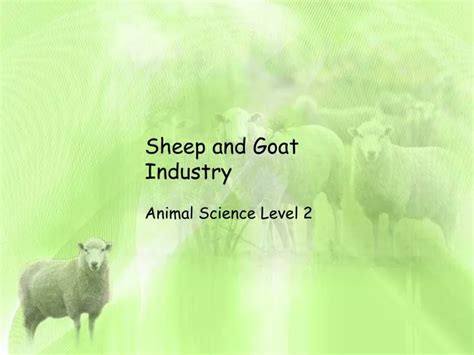 Ppt Sheep And Goat Industry Powerpoint Presentation Free Download