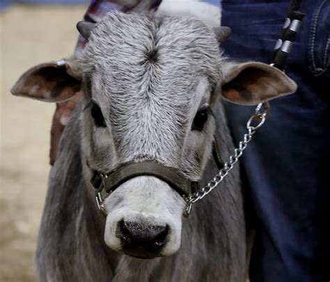 Small But Mighty Miniature Zebu Cattle National Western Stock Show