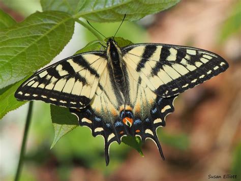 Canadian Tiger Swallowtail Butterflies Of Dillberry Lake Provincial