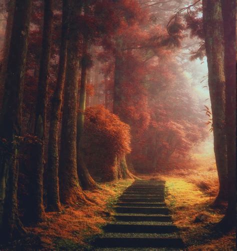 Nature Landscape Magic Path Trees Mist Fall Leaves Sunrise