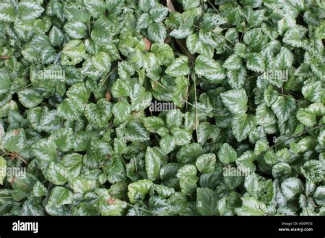 Green Ground Cover Small Leaves Hi Res Stock Photography And Images Alamy