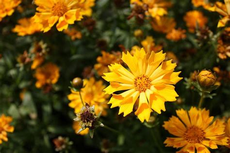 Coreopsis Jethro Tull Also Known As Calliopsis Or Tickseed Tickseed