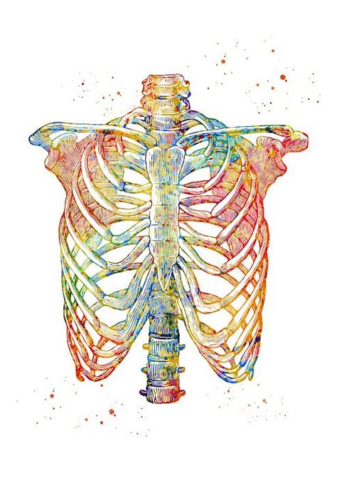 Rib Cage By Erzebet S Human Anatomy Art Medical Drawings Medical Art