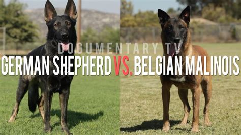 What Is The Difference Between German Shepherd And Belgian Malinois
