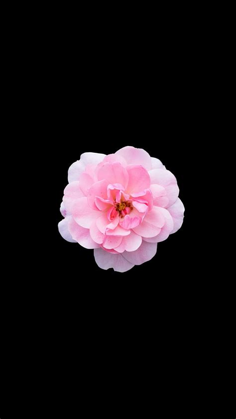 You can use pink flower wallpaper iphone for your iphone 5, 6, 7, 8, x, xs, xr backgrounds, mobile screensaver, or ipad lock screen and another smartphones device for free. Flowers | Pink wallpaper iphone, Flower background iphone ...
