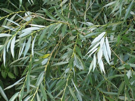 White Willow Bark Extract Capsules Amazing Botanicals