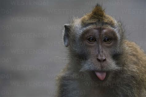 Close Up Portrait Of Monkey Sticking Out Tongue Lizenzfreies Stockfoto