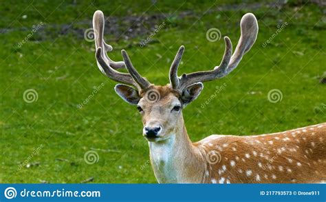 Wonderful Fallow Deer In The Wild Stock Image Image Of Deer
