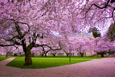 46 Cherry Blossom Wallpaper For Desktop