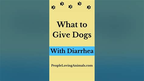 Diarrhea In Dogs Short Dog Diarrhea Treatment What To Give Dogs