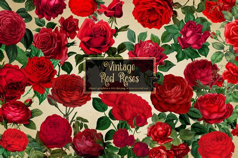 Vintage Red Roses Clipart Graphic By Digital Curio · Creative Fabrica