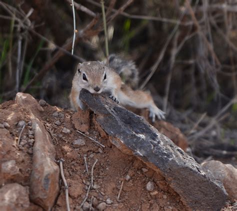 Antelope Ground Squirrel Grand Canyon Parashant National Monument U