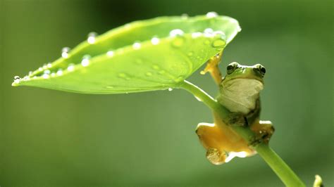Hd Pics Photos Green Frog Leaf Nature Water Drops Hd Quality Desktop