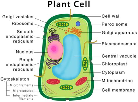 Plant Cell Diagram Definition Structure Function And Parts
