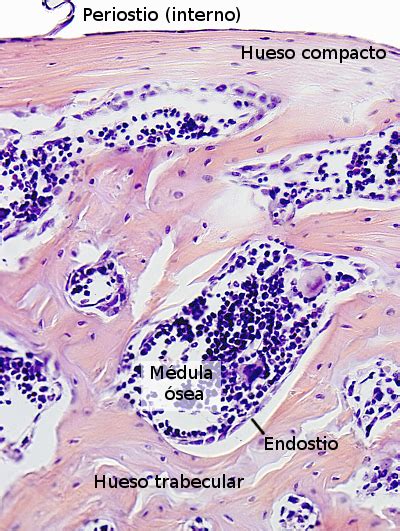 Tejidos Animales Tejido óseo Atlas De Histología Vegetal Y Animal