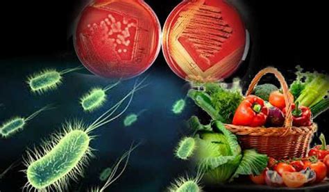 Microbiologia De Los Alimentos