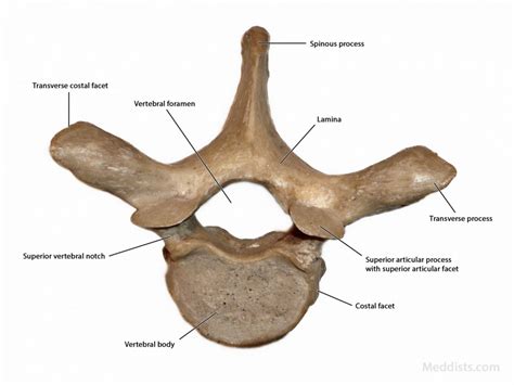 Thoracic Bone Anatomy Diagram Vertebral Column Images My Xxx Hot Girl